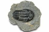 Detailed Hollardops Trilobite Fossil - Ofaten, Morocco #310573-1